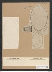 Surirella striatula Turp. (de-Toni-Nr.: Genus 53, Species 2238) Zeichnungen Sammlung Grunow Nr. 4668 (NHMW-BOT-W0372735)
